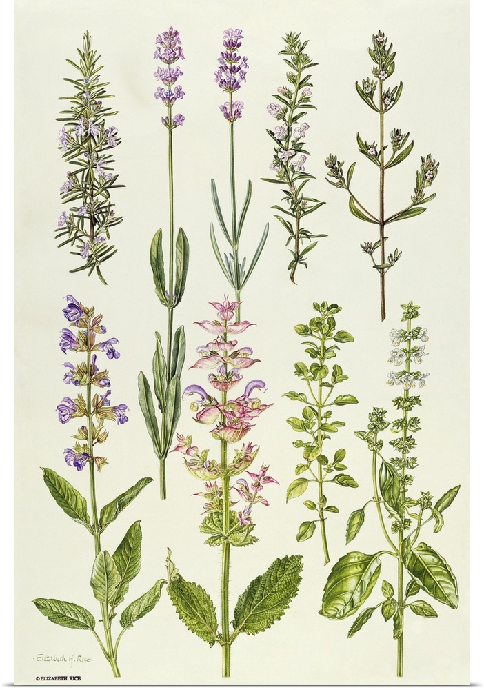 ERI64949 Rosemary and other herbs (w/c)  by Rice, Elizabeth (Contemporary Artist); watercolour; Private Collection; Englis...