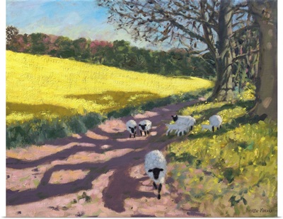 Sheep and yellow field,2017,(oil on canvas)