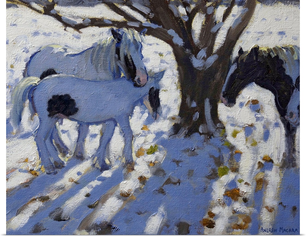 Skewbald Ponies In Winter