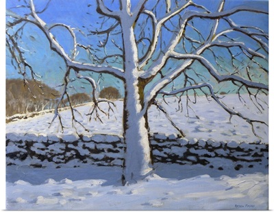 Snow Covered Tree, 2011