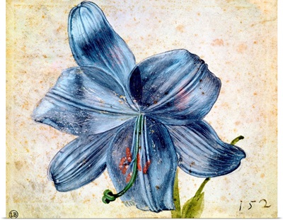 Study of a lily, 1526