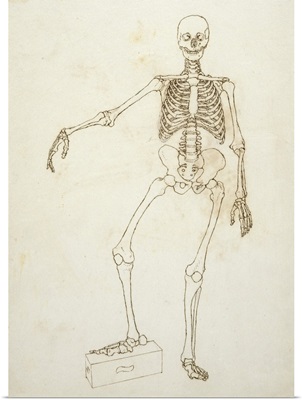 Study of the Human Figure, Anterior View