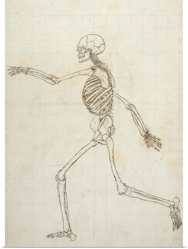 Study of the Human Figure, Lateral View, from 'A Comparative Anatomical Exposition of the Structure of the Human Body with...