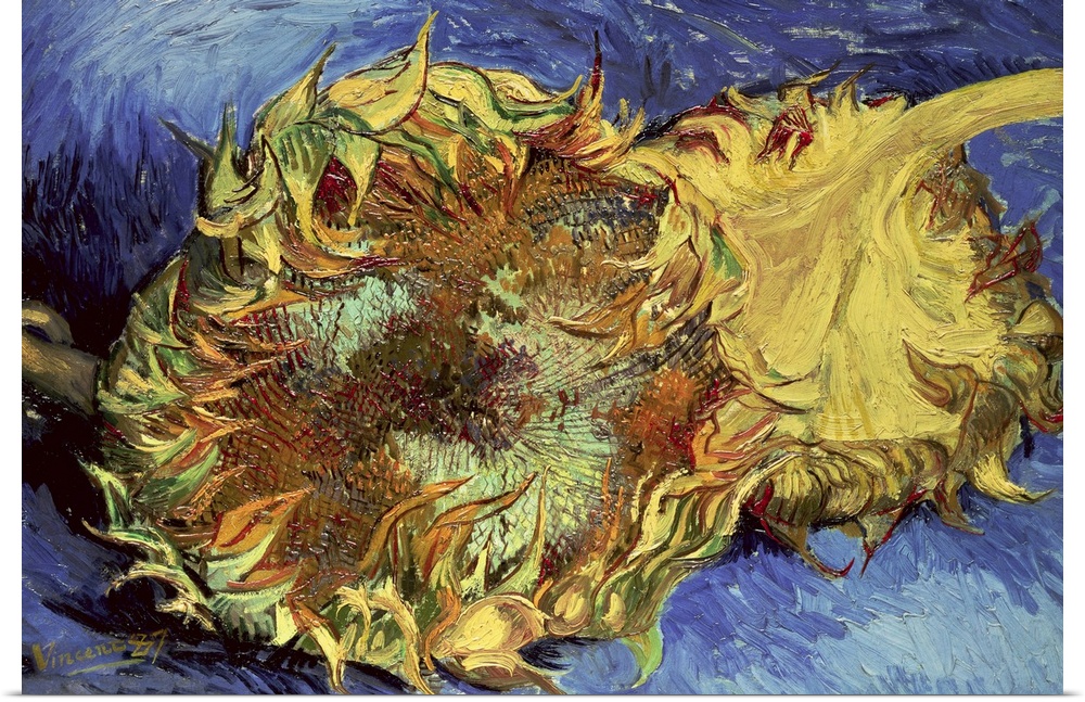 This is an impressionistic painting created with thick and fluid brush strokes of two wilted sunflower heads contrasting w...
