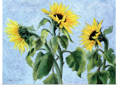 Sunflowers, 1996