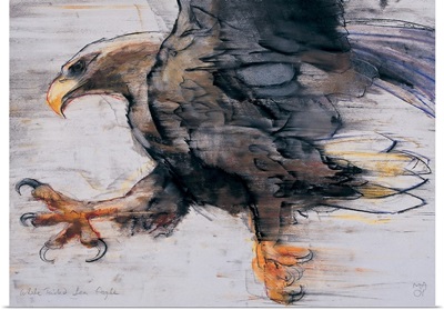 Talons - White tailed Sea Eagle, 2001