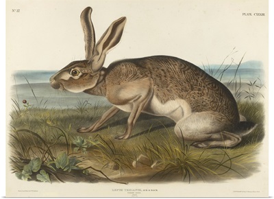 Texian Hare, 1848