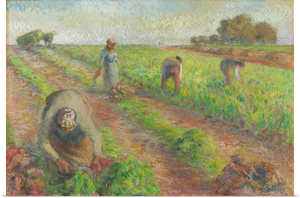 The Beet Harvest, 1881 (originally gouache over graphite on linen) by Pissarro, Camille (1830-1903)