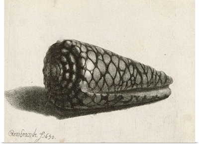 The Shell, 1650