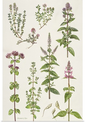 Thyme and other herbs