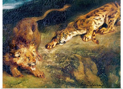 Tiger and Lion