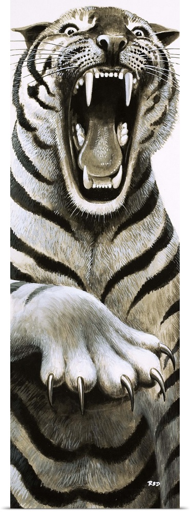 Tooth and Claw. Close up of a Tiger. Original artwork for "Look and Learn," issue 529, 4 March 1972.