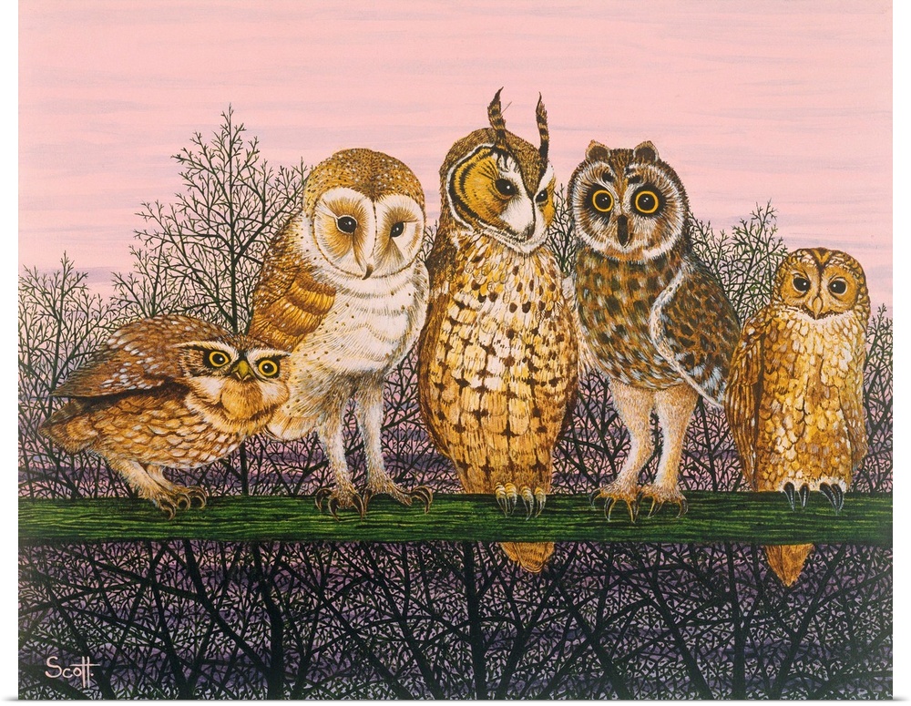 Contemporary painting of five different species of owl.