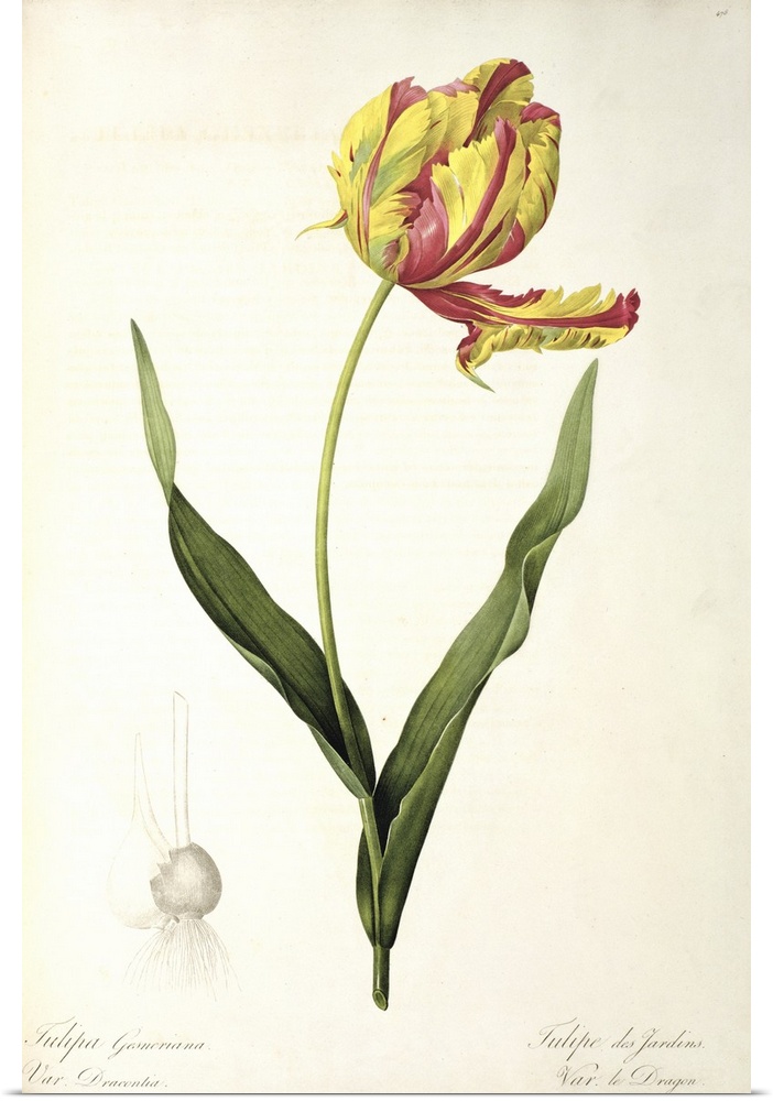 BAL46168 Tulipa gesneriana dracontia, from 'Les Liliacees', 1816 (colour engraving) (see also 46199)  by Redoute, Pierre J...