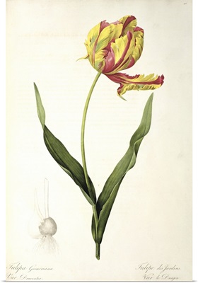 Tulipa gesneriana dracontia, from Les Liliacees