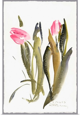 Tulips, 2003