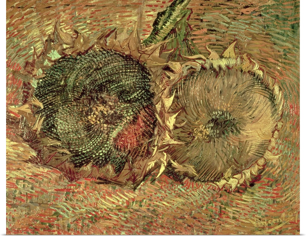 A piece of classic artwork that has two drawn sunflower heads that lay on the ground.