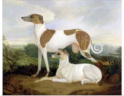Two Greyhounds in a Landscape