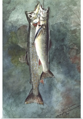 Two Trout, 1891