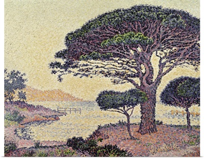 Umbrella Pines at Caroubiers, 1898
