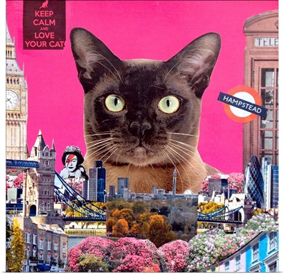 Urban Cat, 2015