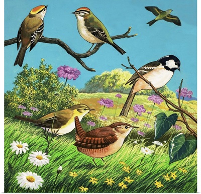 Variety of Garden Birds, including Wrens and Chickadees