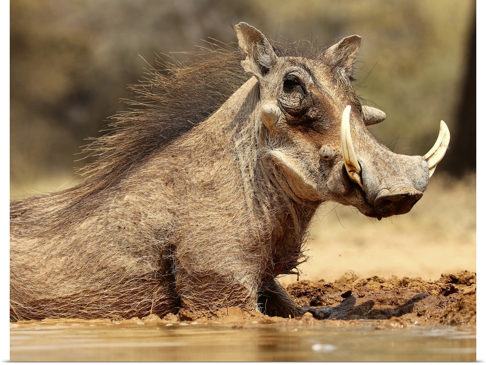 5172077 Warthog, Mount Etjo Namibia, 2018 (photograph) by Meyer, Eric; Private Collection;  in copyright.

PLEASE NOTE: ...