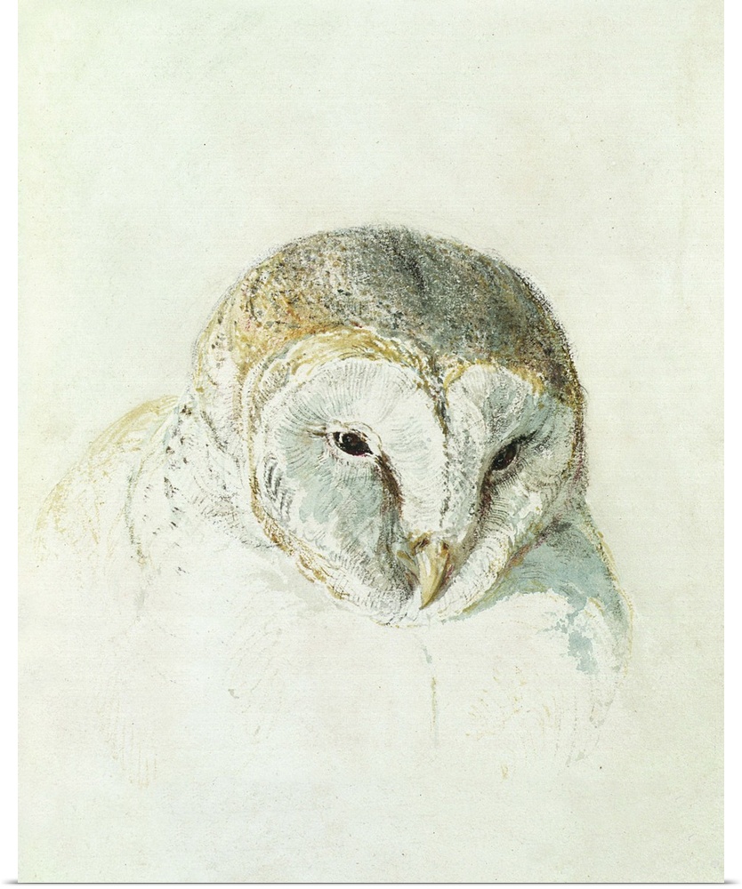 White Barn Owl, from The Farnley Book of Birds, c.1816 (pencil and w/c on paper) by Joseph Mallord William Turner (1775-18...