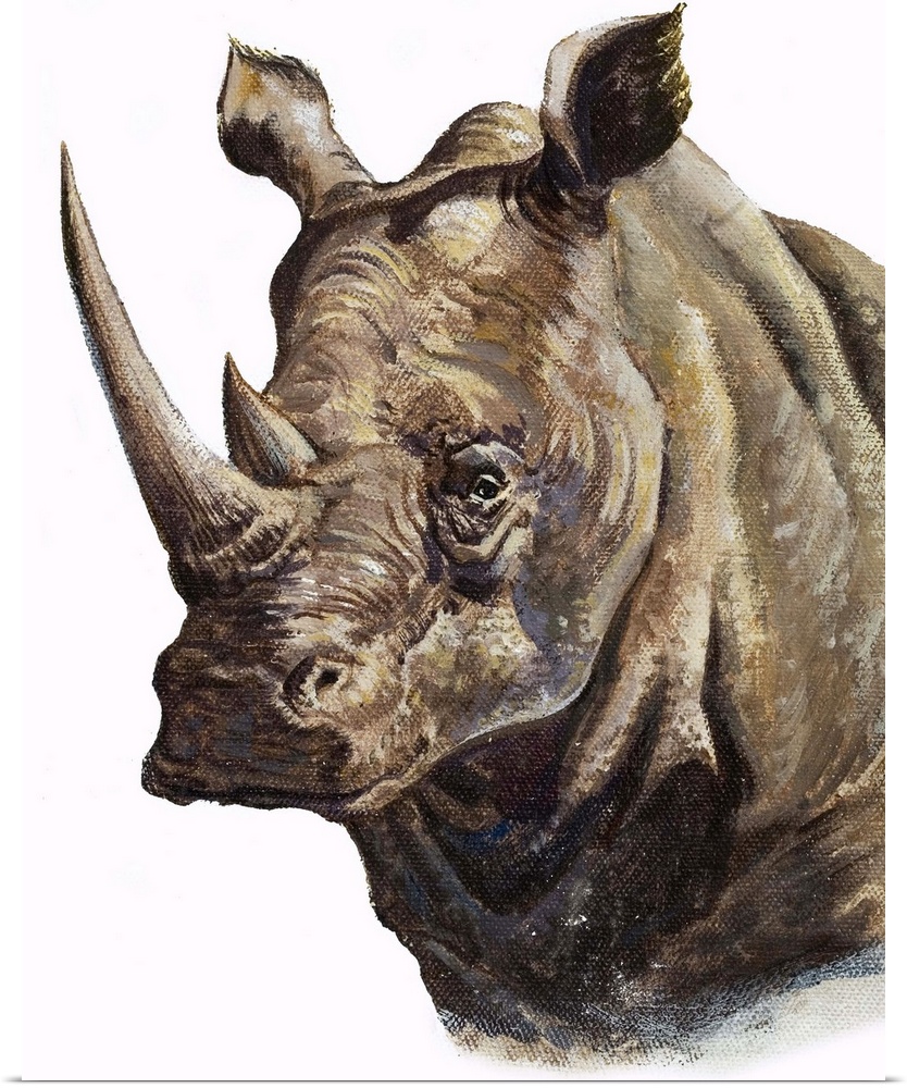 White Rhinoceros. The white rhinoceros is the second largest land mammal exceeded only by the elephant. But while no one d...