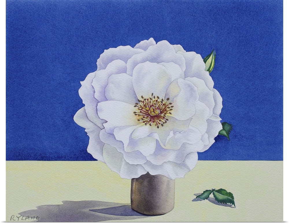 White Rose by Ryland, Christopher