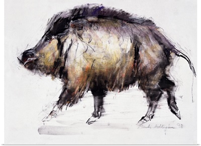 Wild Boar, 1999