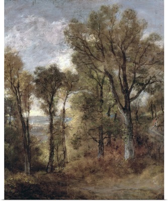 Woodland View In Suffolk