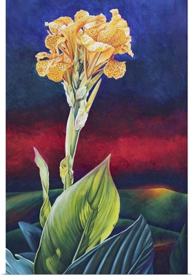 Yellow Canna Lily, 1991