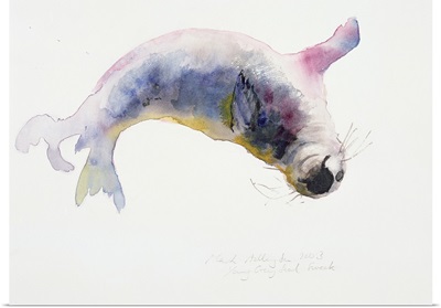 Young grey seal, Gweek, 2003