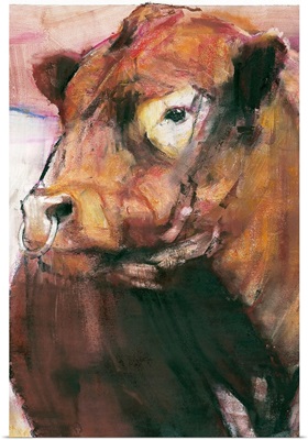 Zeus, Red Belted Galloway Bull, 2006