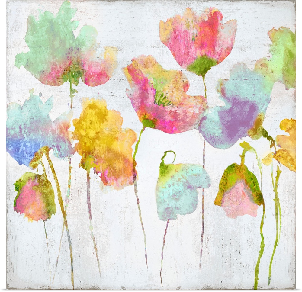 Colorful watercolor poppies against a distressed white background.