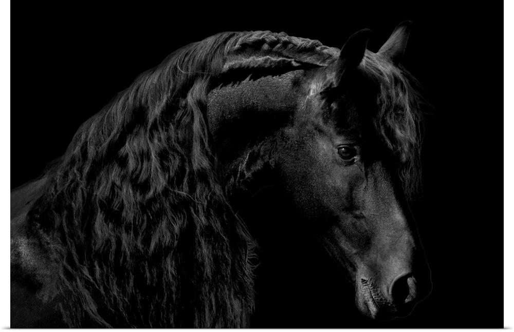 Photograph of a solemn black stallion against a black background.