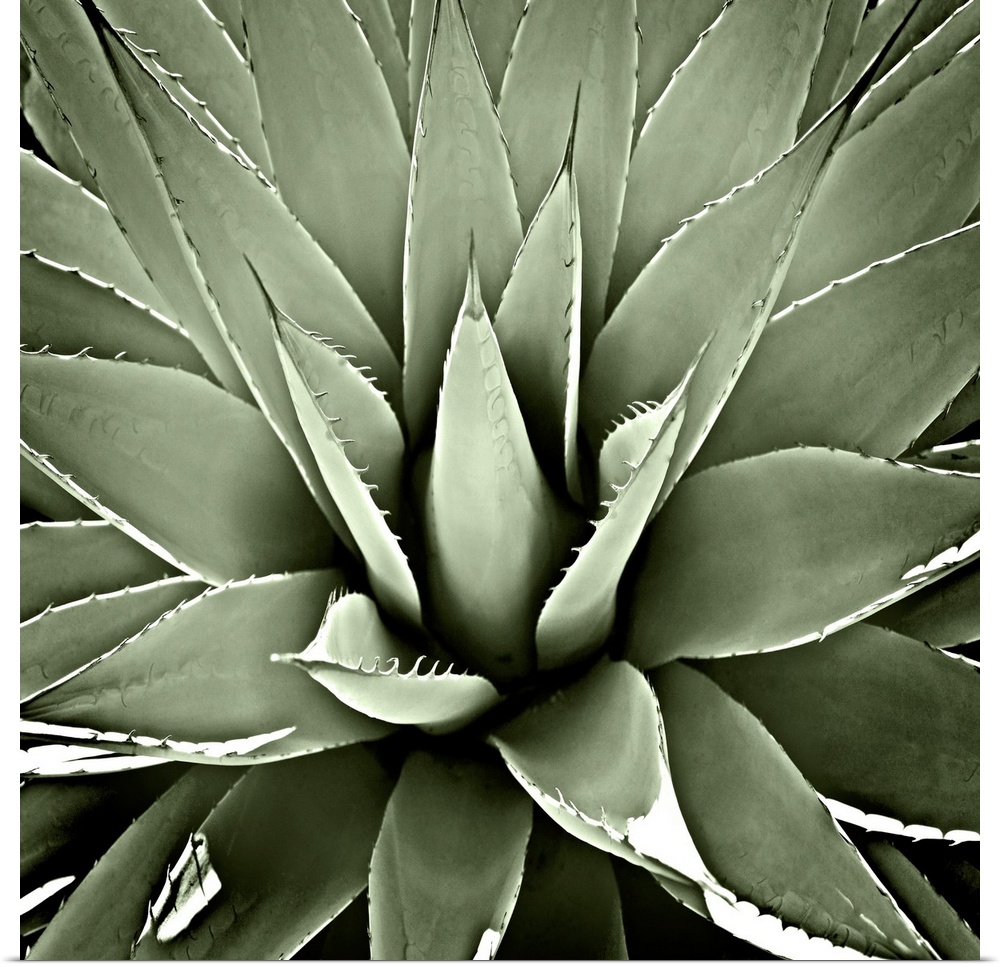 Square illustration of a muted green succulent.