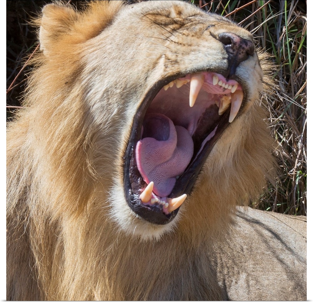 Square photograph of a lion roaring and showing off its large teeth.