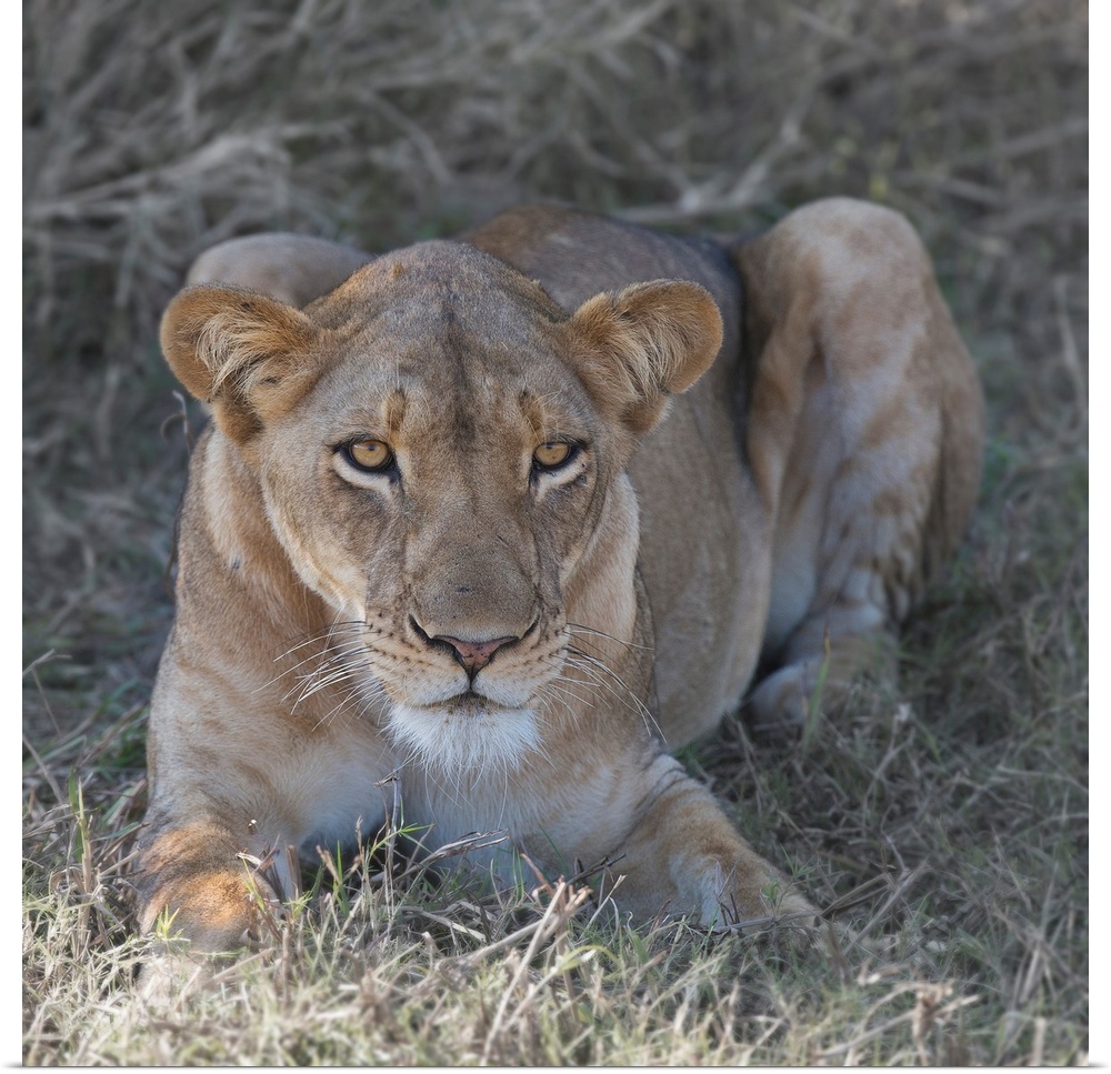 Square photograph of a lioness relaxing in the grass.