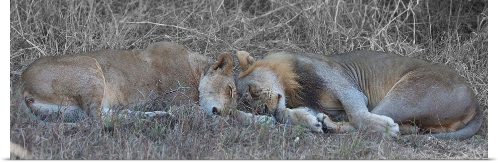 Panoramic photograph of a lion and lioness sleeping on the ground head to head.