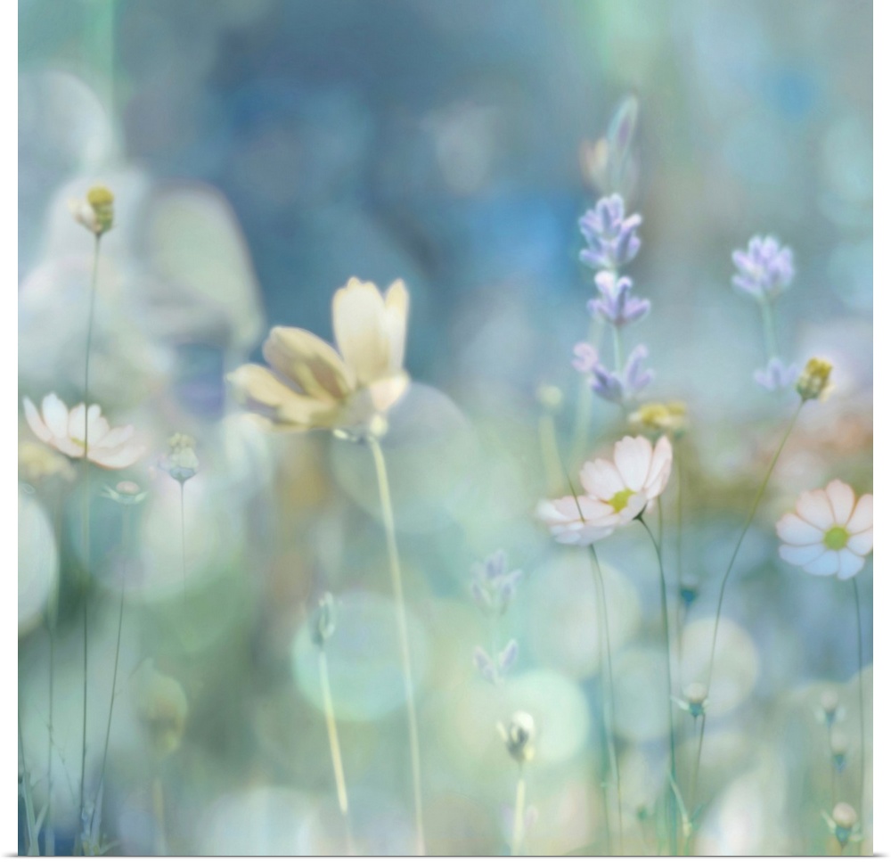 Square photograph of wildflowers in pastel colors with a bokeh effect.