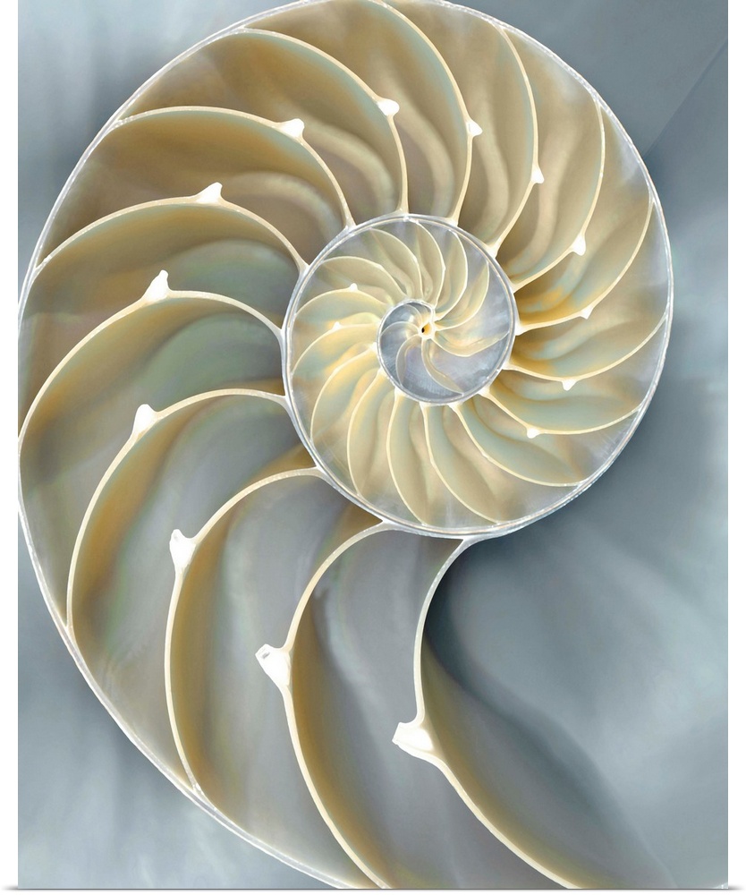 Dreamy illustration of a nautilus shell in cream, tan, and blue hues.