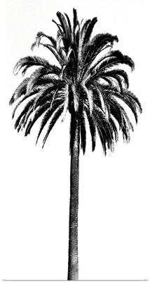 Palm Tree III