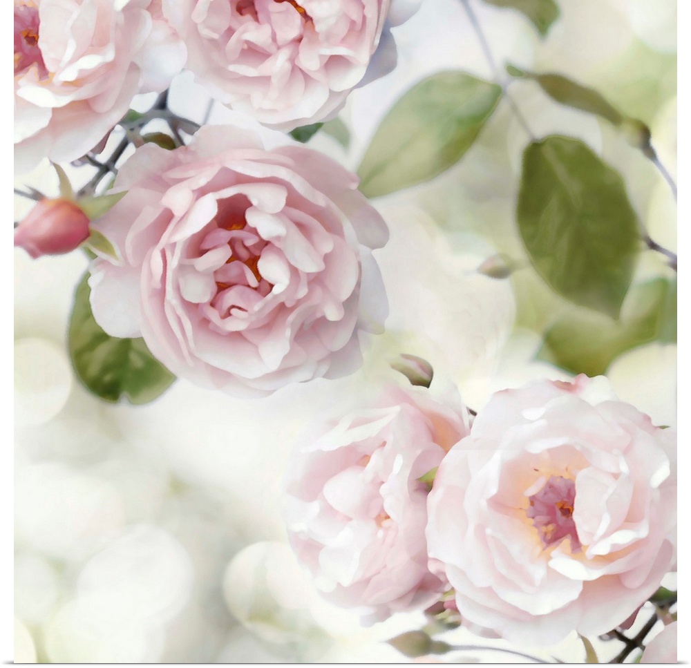 Decorative artwork featuring soft flowers in shades of pink over a bokeh background.