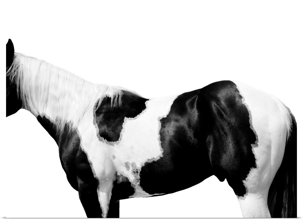Black and white image of a spotted Pinto horse on a white background.