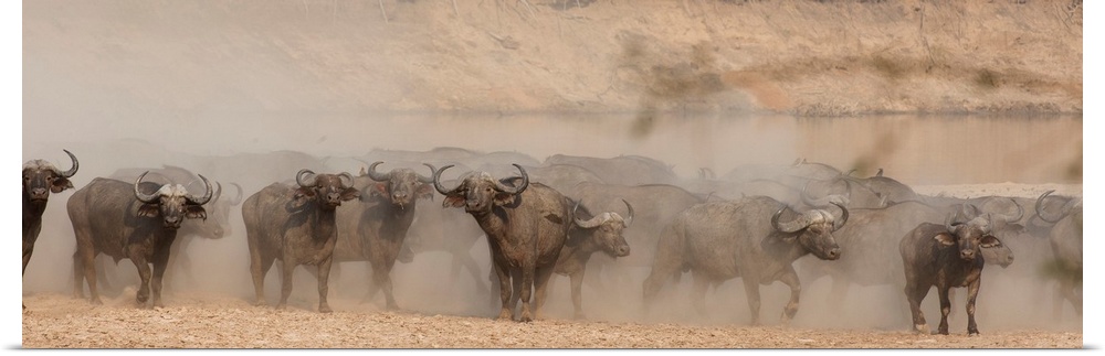 Panoramic photograph of herding buffalo surrounded by dust.