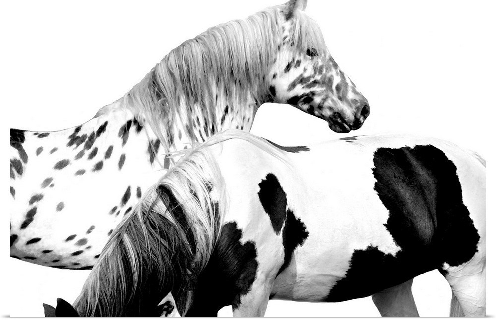 Black and white image of two spotted horses on a white background.