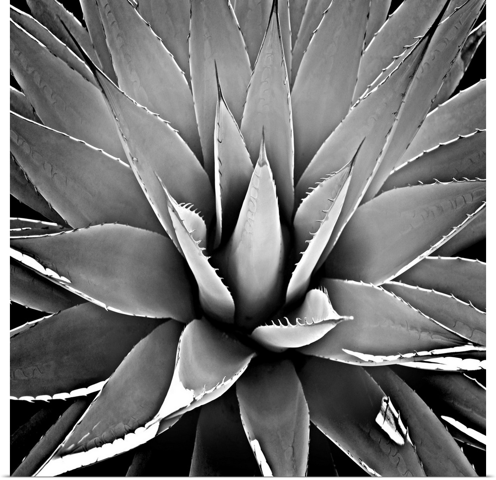 Square illustration of a black and white succulent.