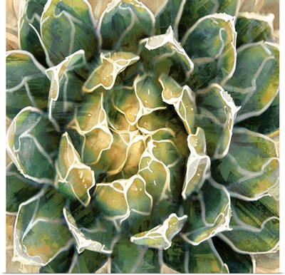 Succulent III